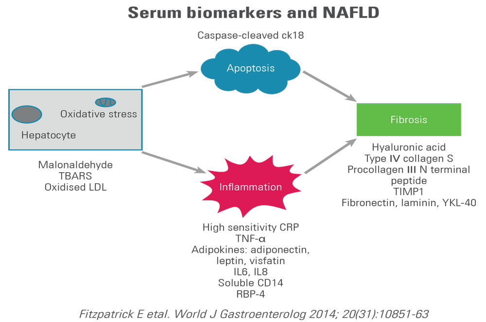 Serum biomarkers and NAFLD