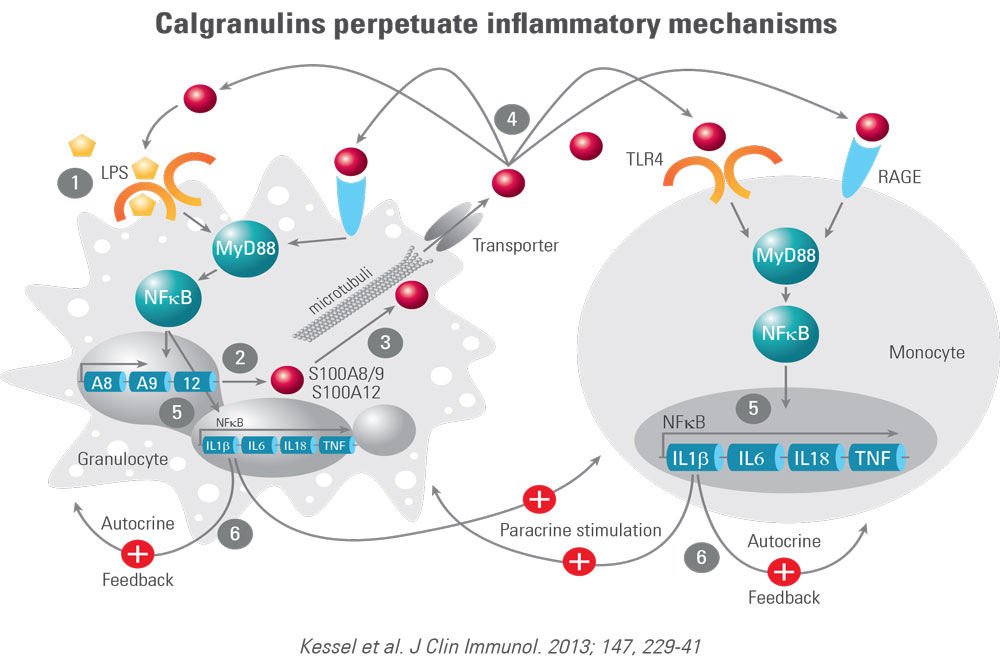 Calgranulins perpetuate inflammatory mechanisms